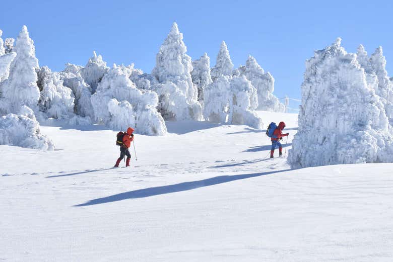 Snowshoeing through the Sierra Nevada